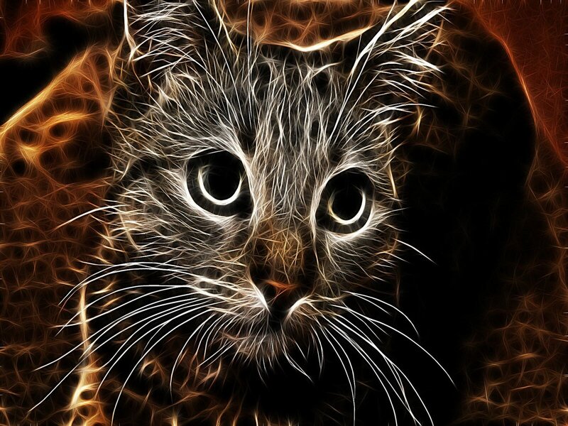 Cat Face with Glowing Fur