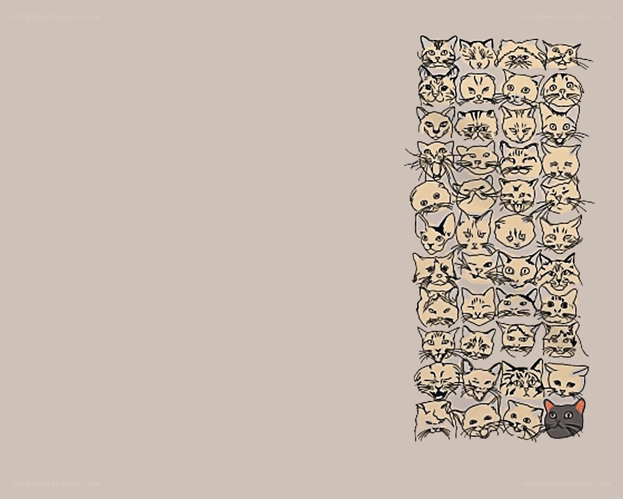 cat faces collage