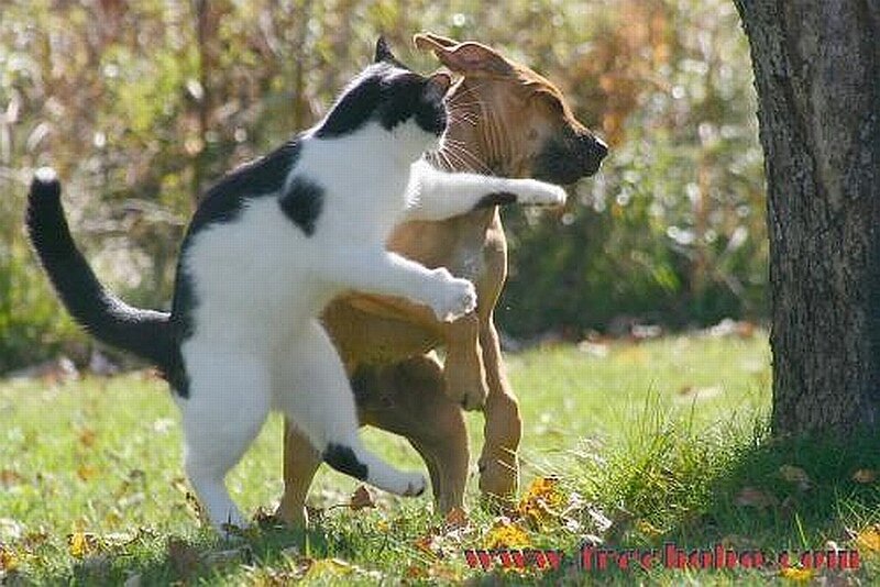 cat fighting a dog