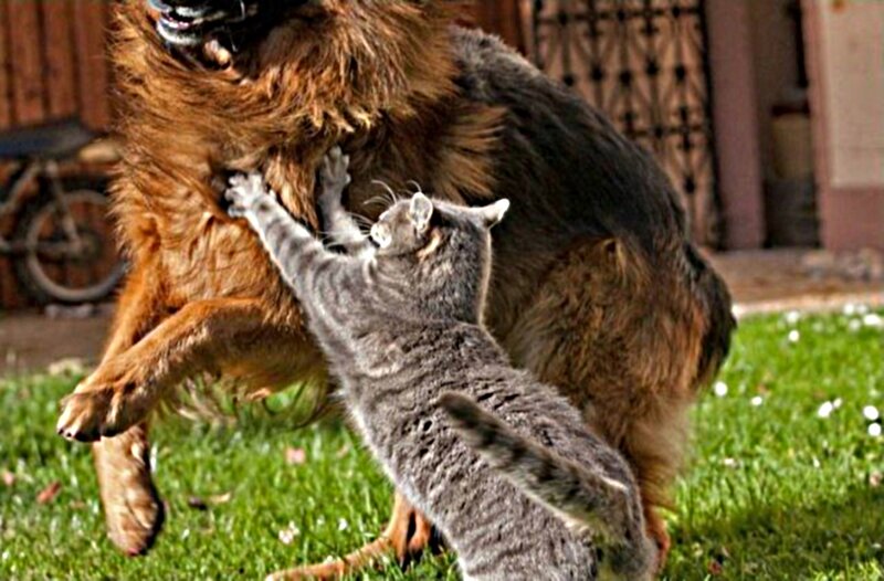 Cat Fighting Dog