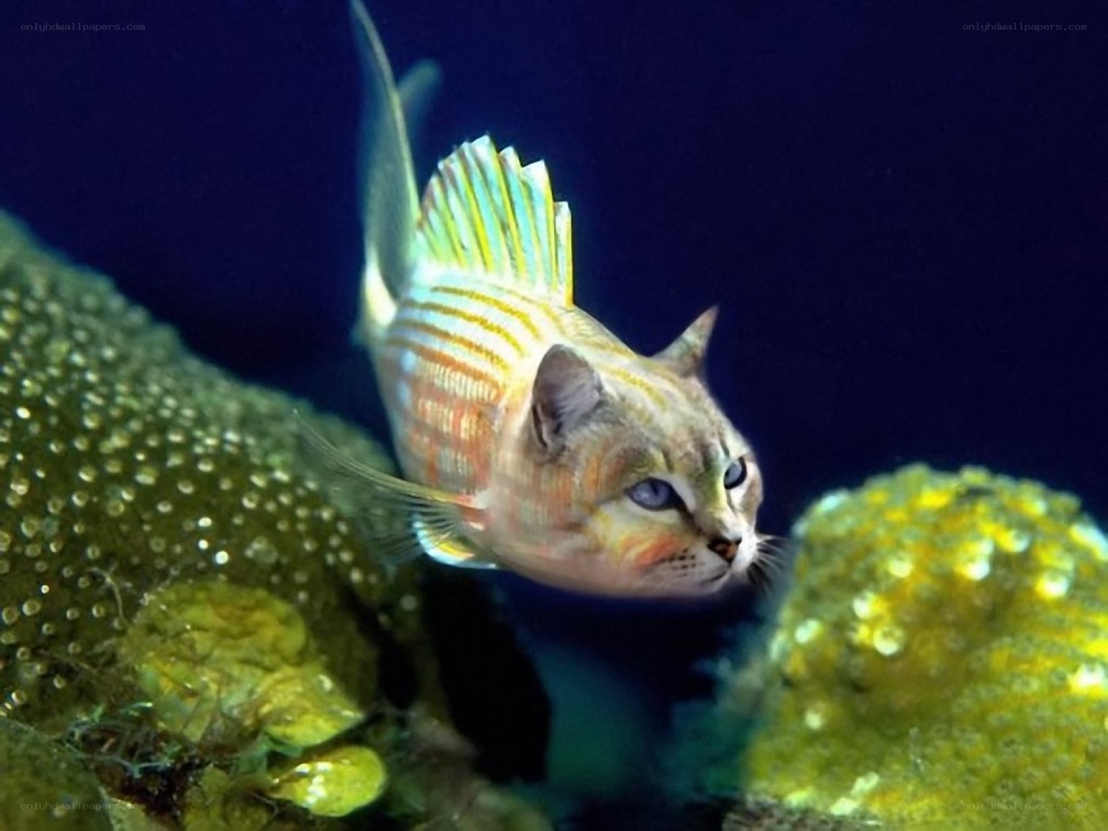 cat fish hybrid underwater