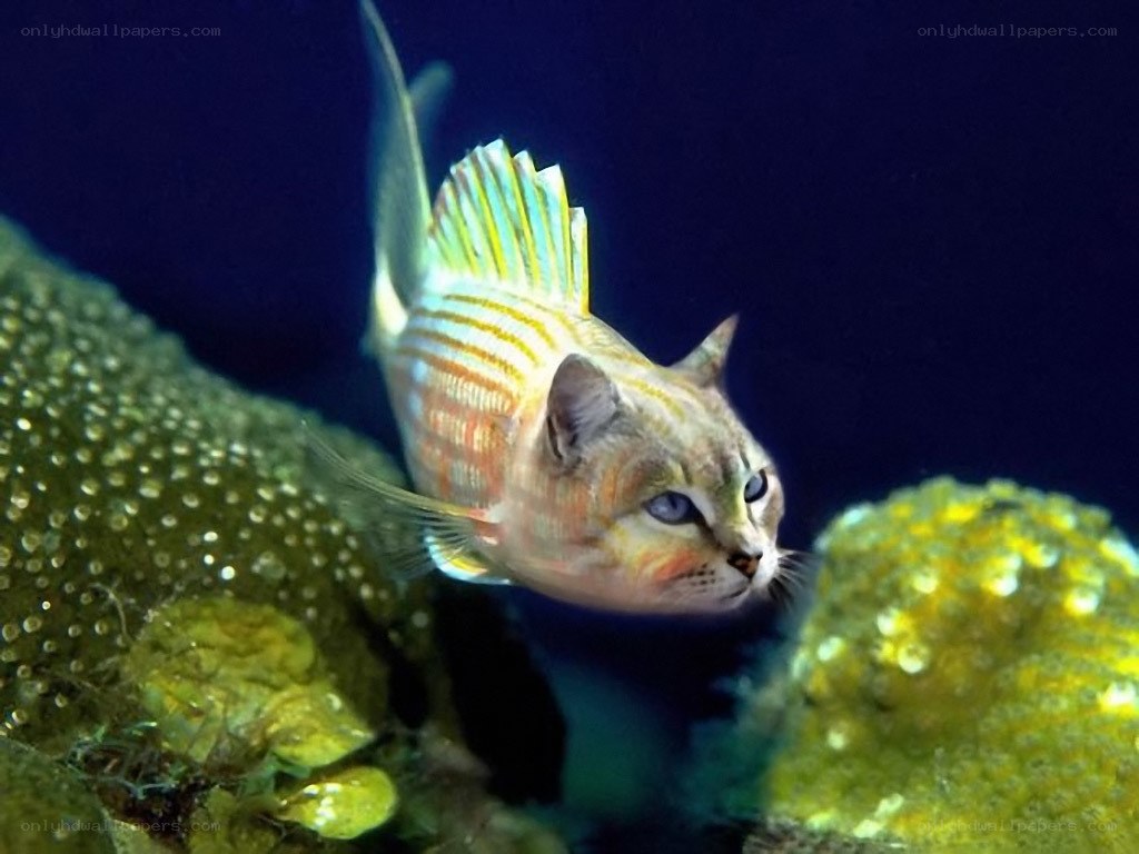 cat fish hybrid underwater
