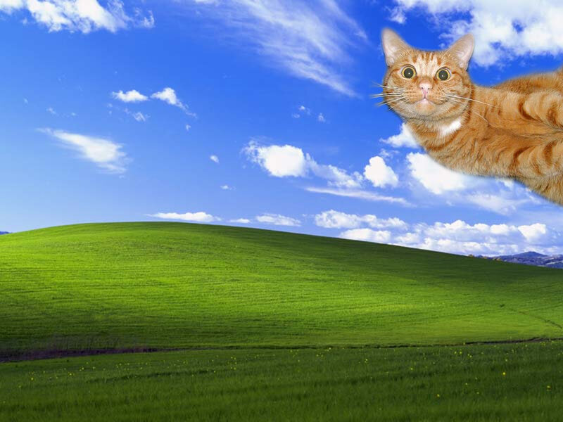 cat flying over green hills