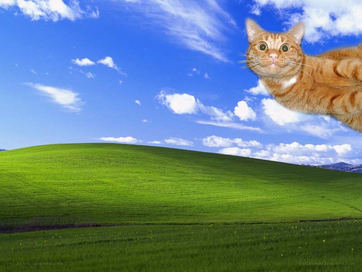 cat flying over green hills