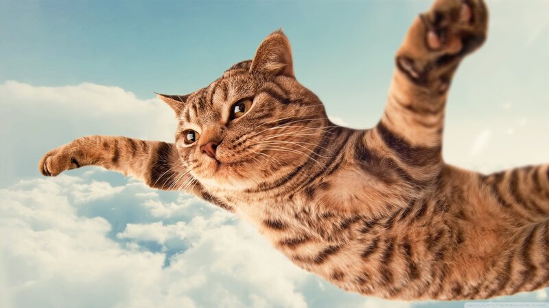 cat flying through the sky
