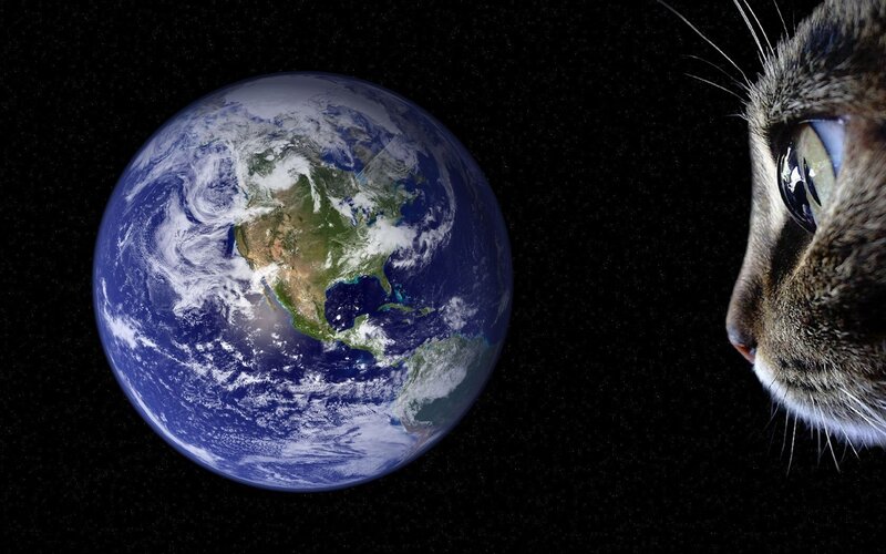 cat gazes at earth from space