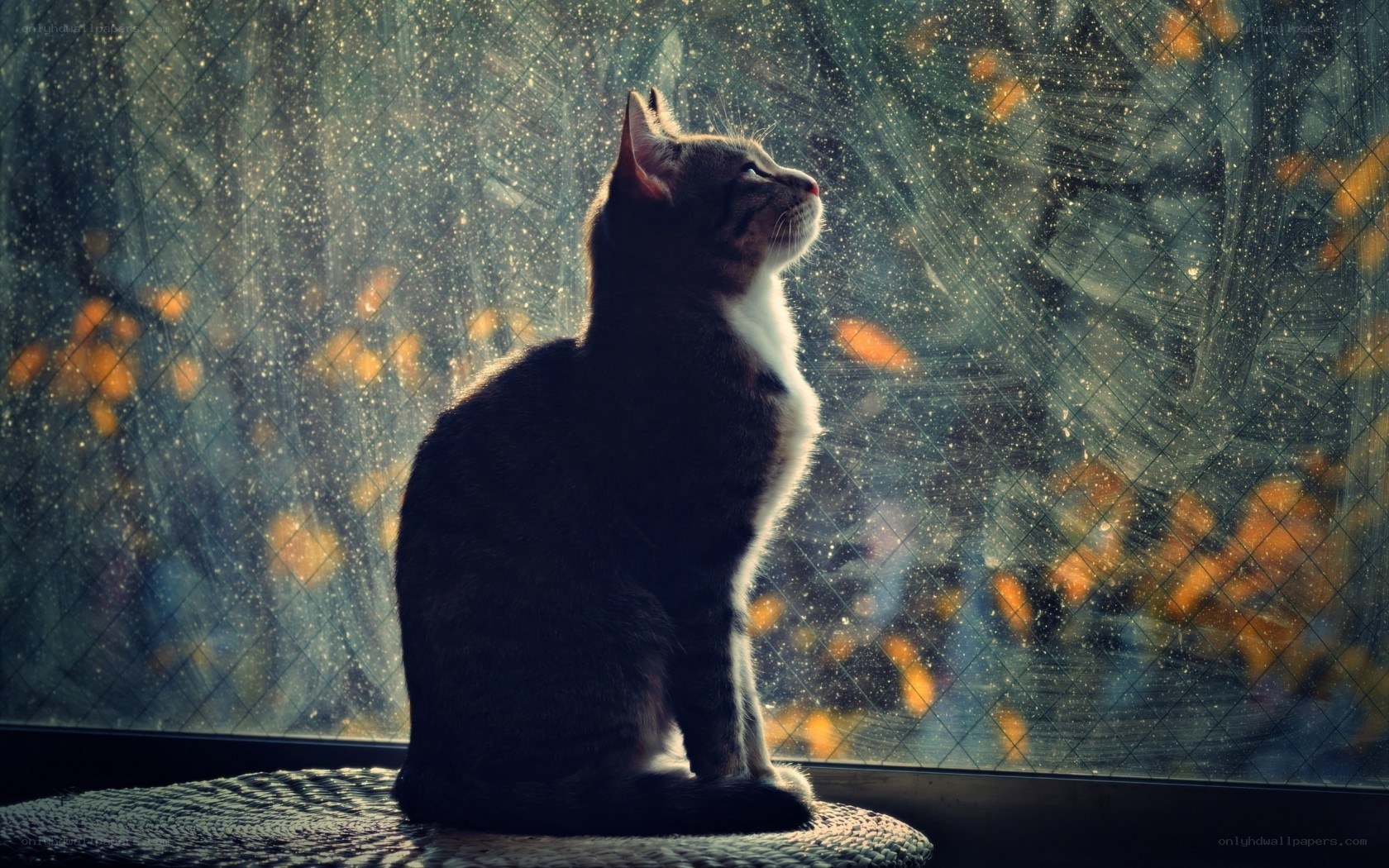 Cat gazing out a rainy window