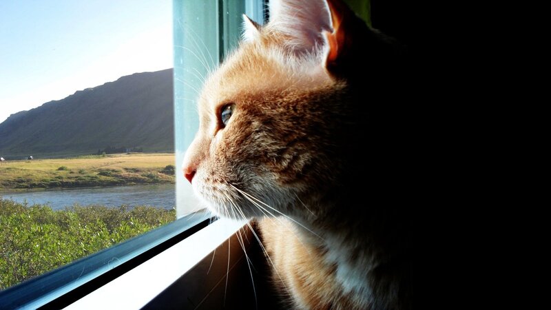 Cat gazing out a window