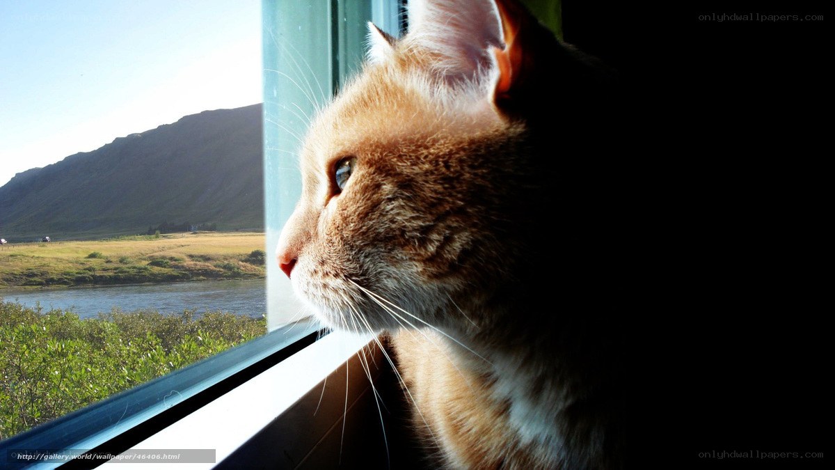 Cat gazing out the window