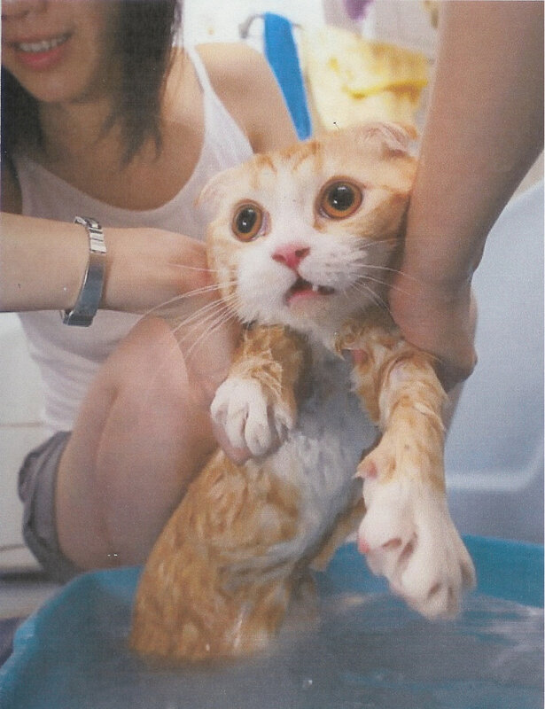 cat getting a bath