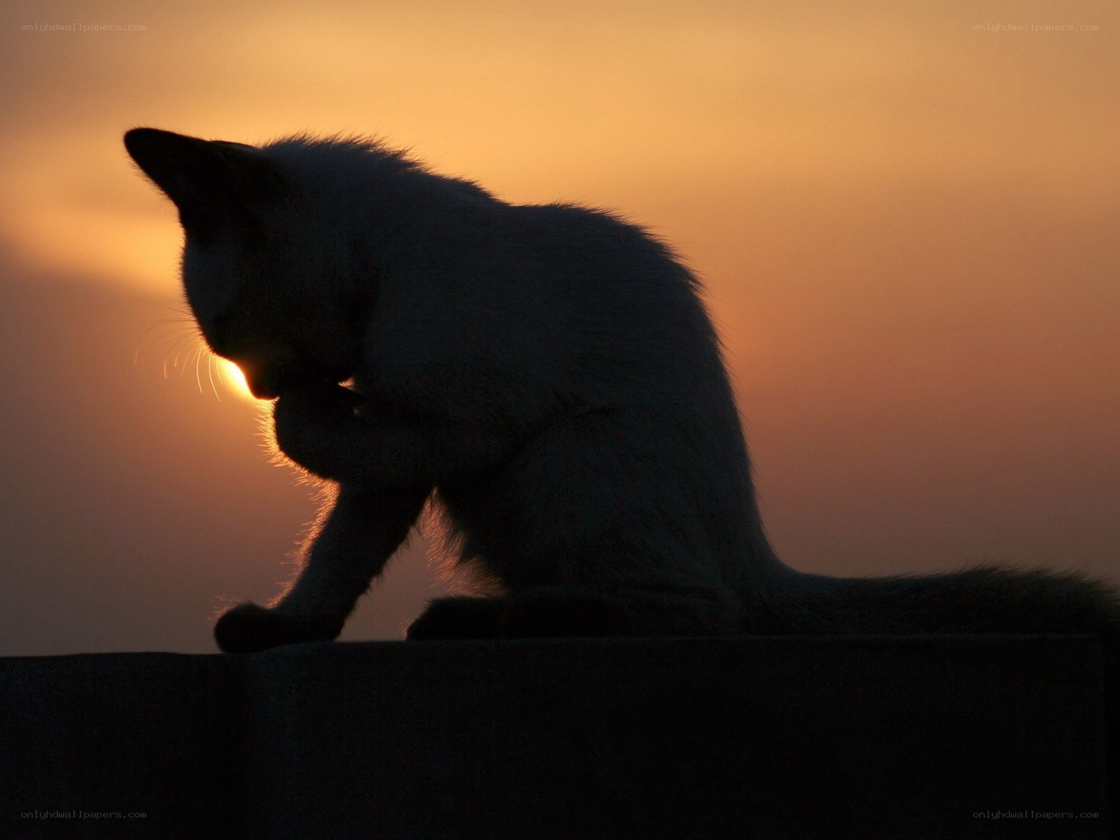 cat grooming at sunset