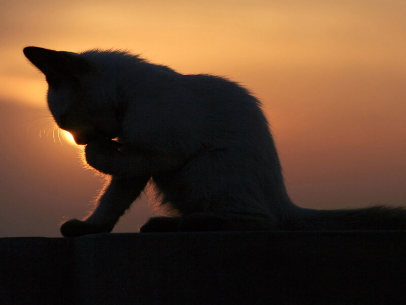 Cat Grooming at Sunset — Orange, Serene