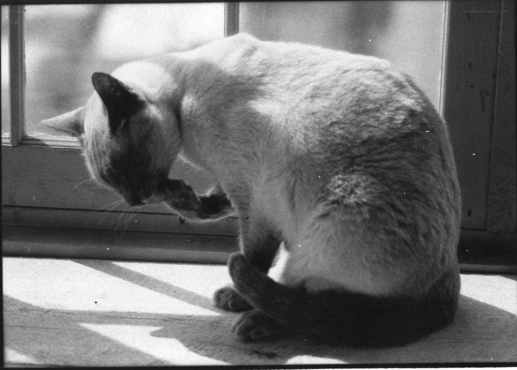 cat grooming by window