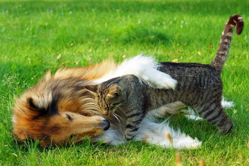 Cat Grooming Dog
