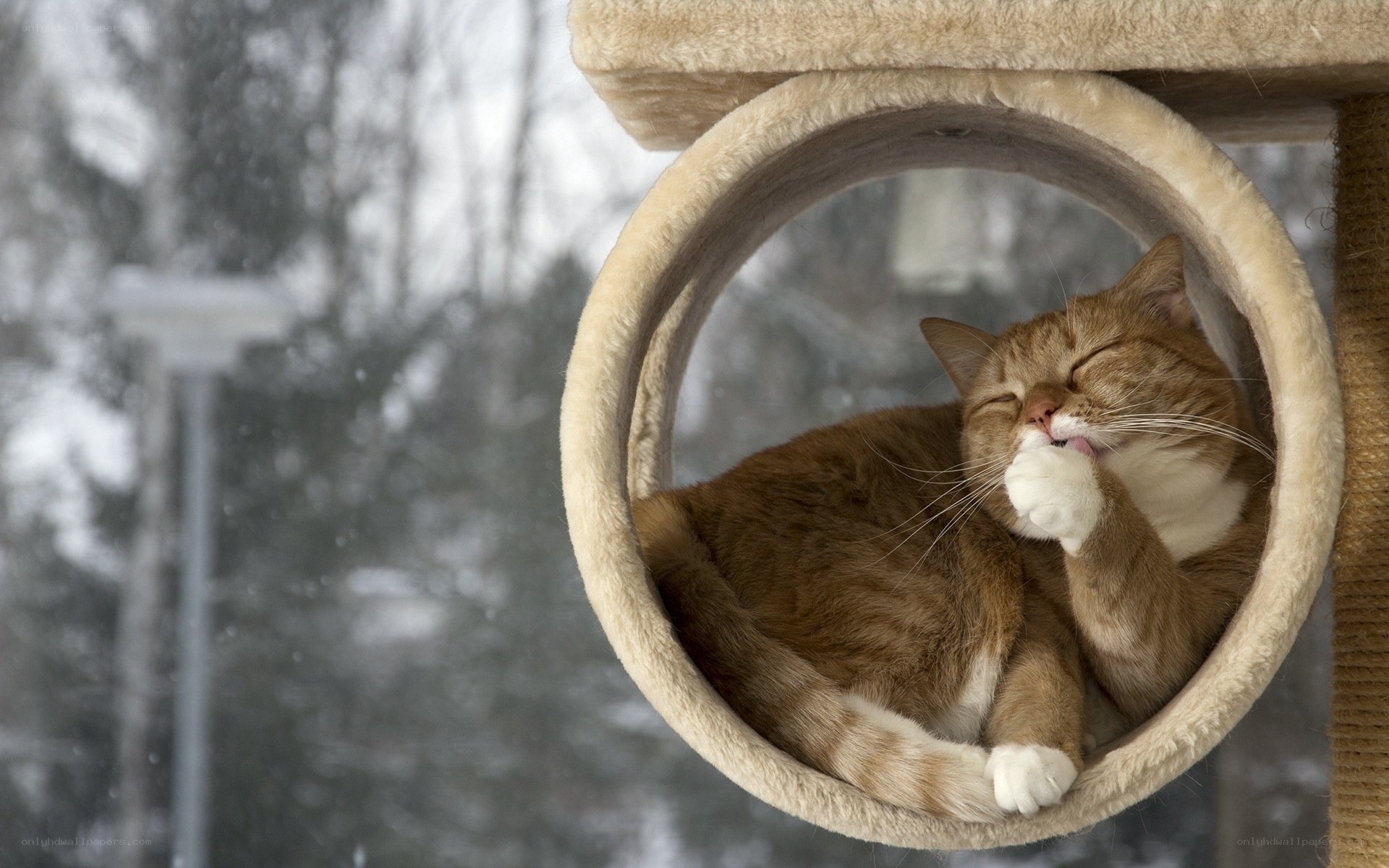 Cat grooming in cat tree