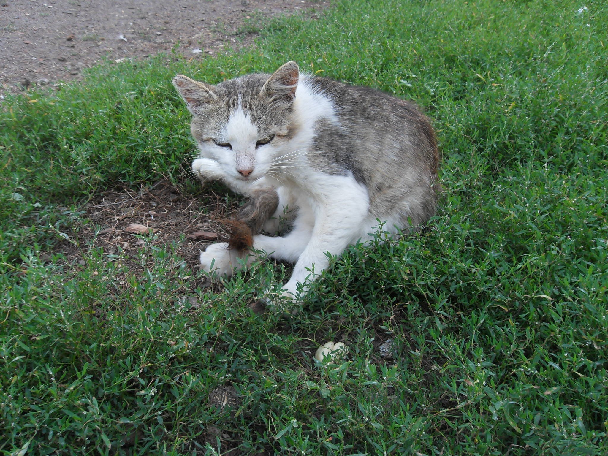 cat grooming in grass