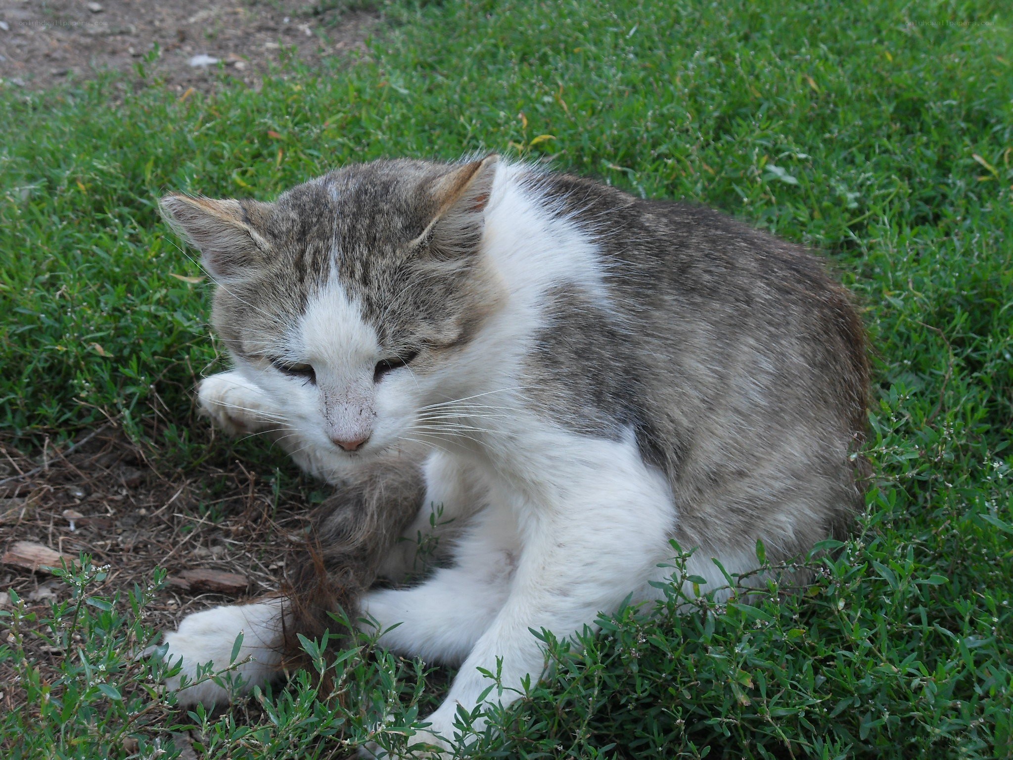 cat grooming in grass