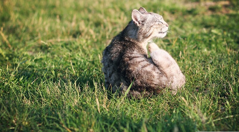 cat grooming in grass
