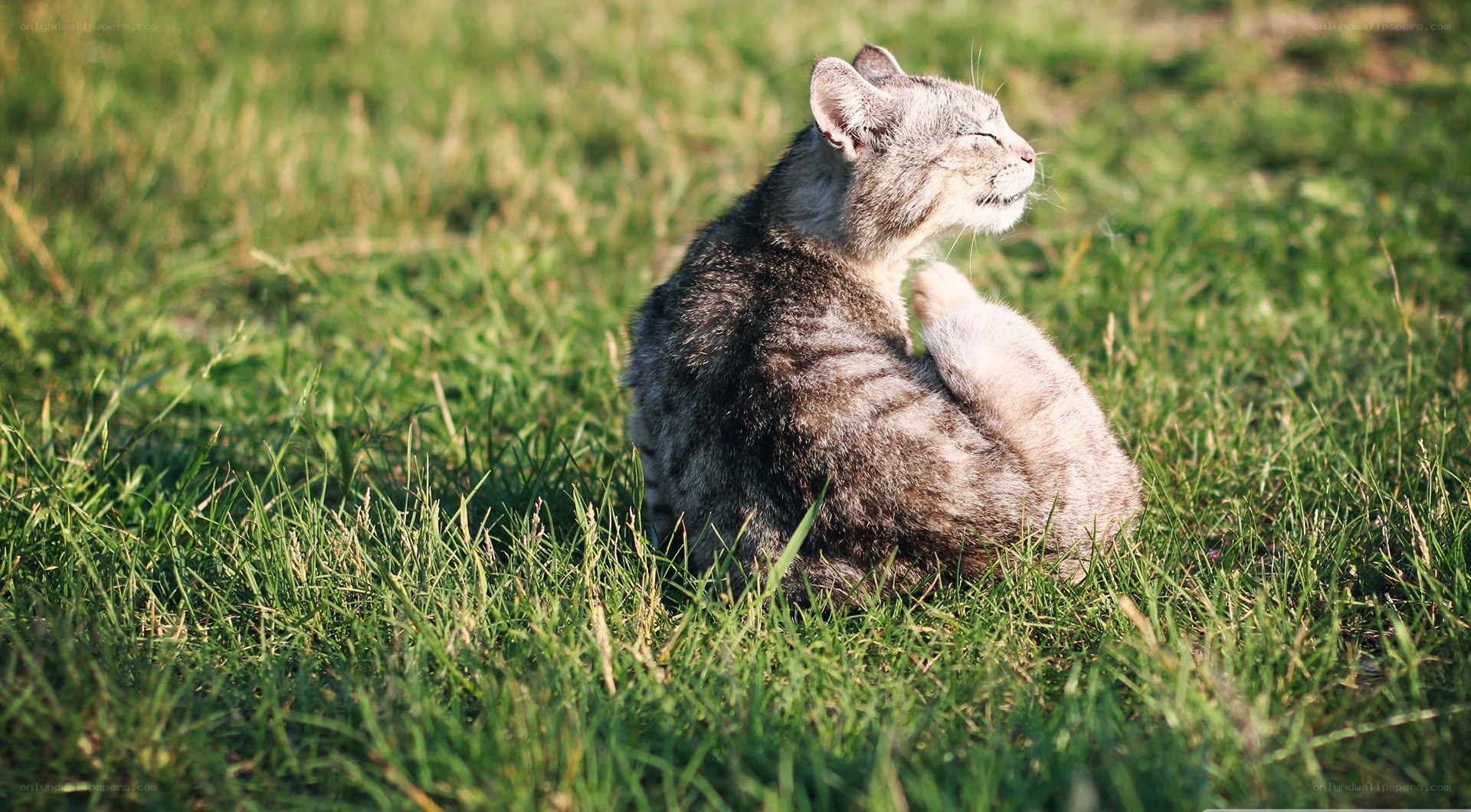 cat grooming in grass