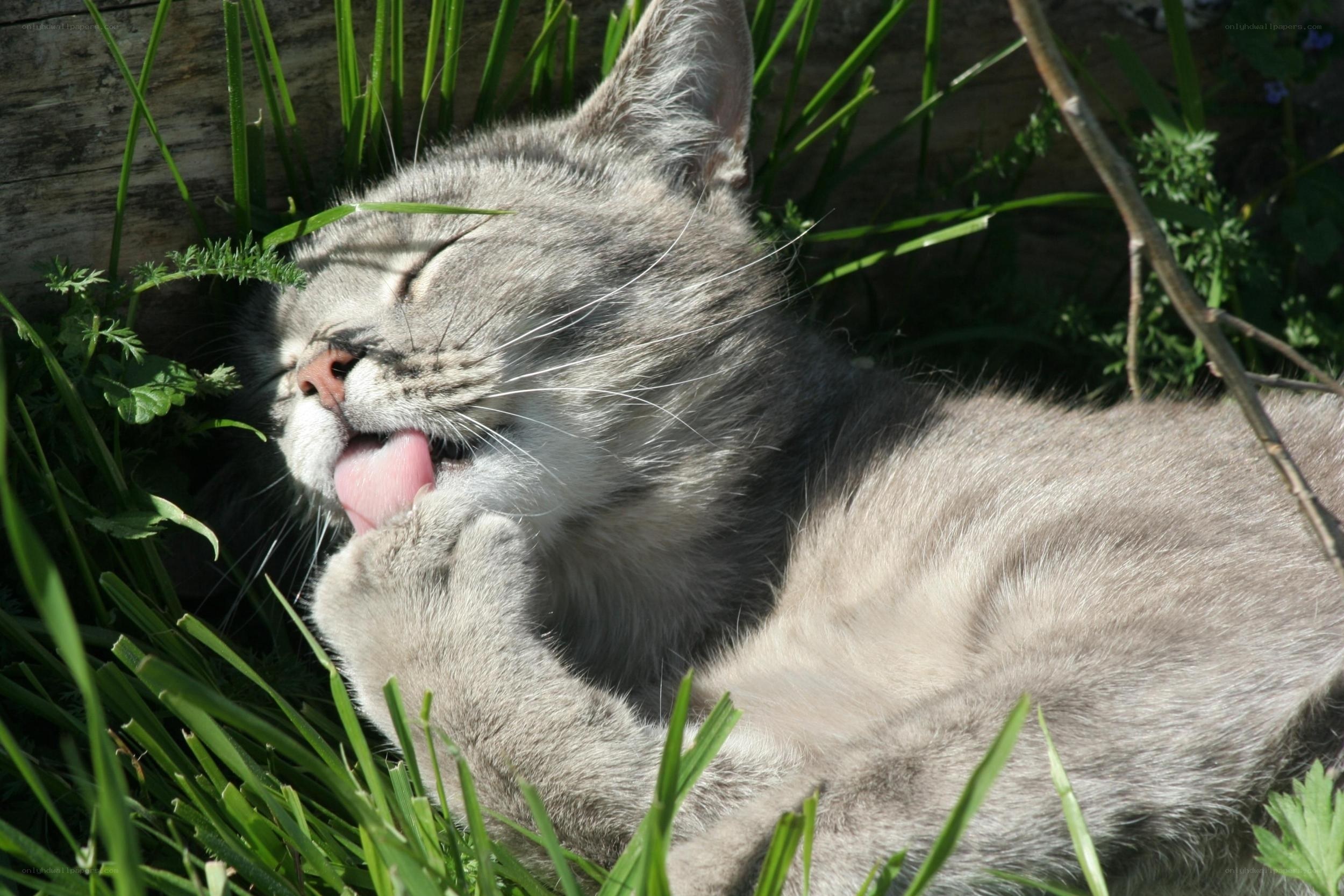cat grooming in grass