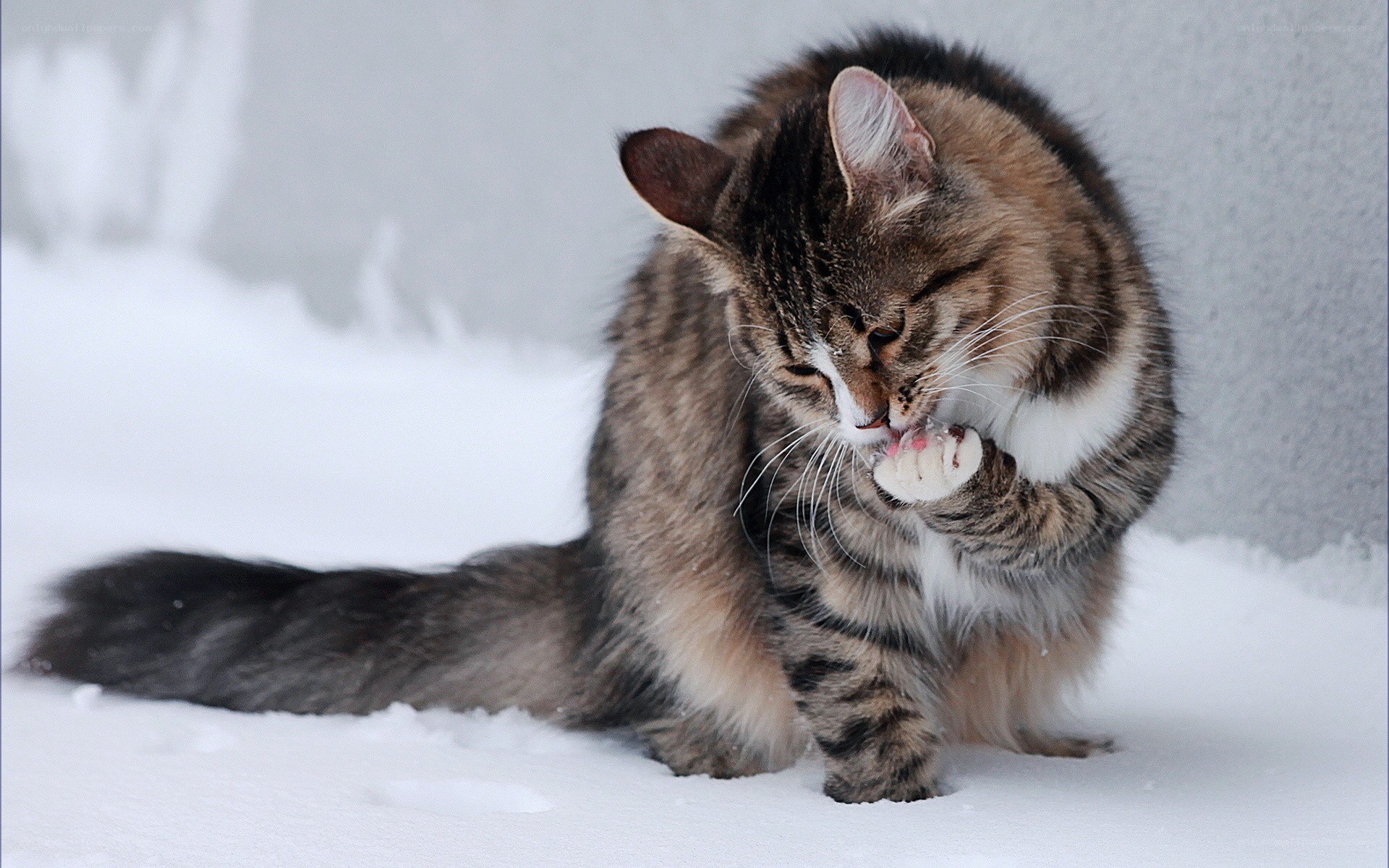 cat grooming in snow