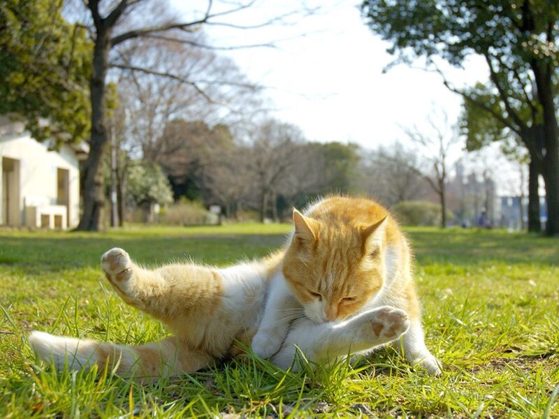 Cat grooming in the park