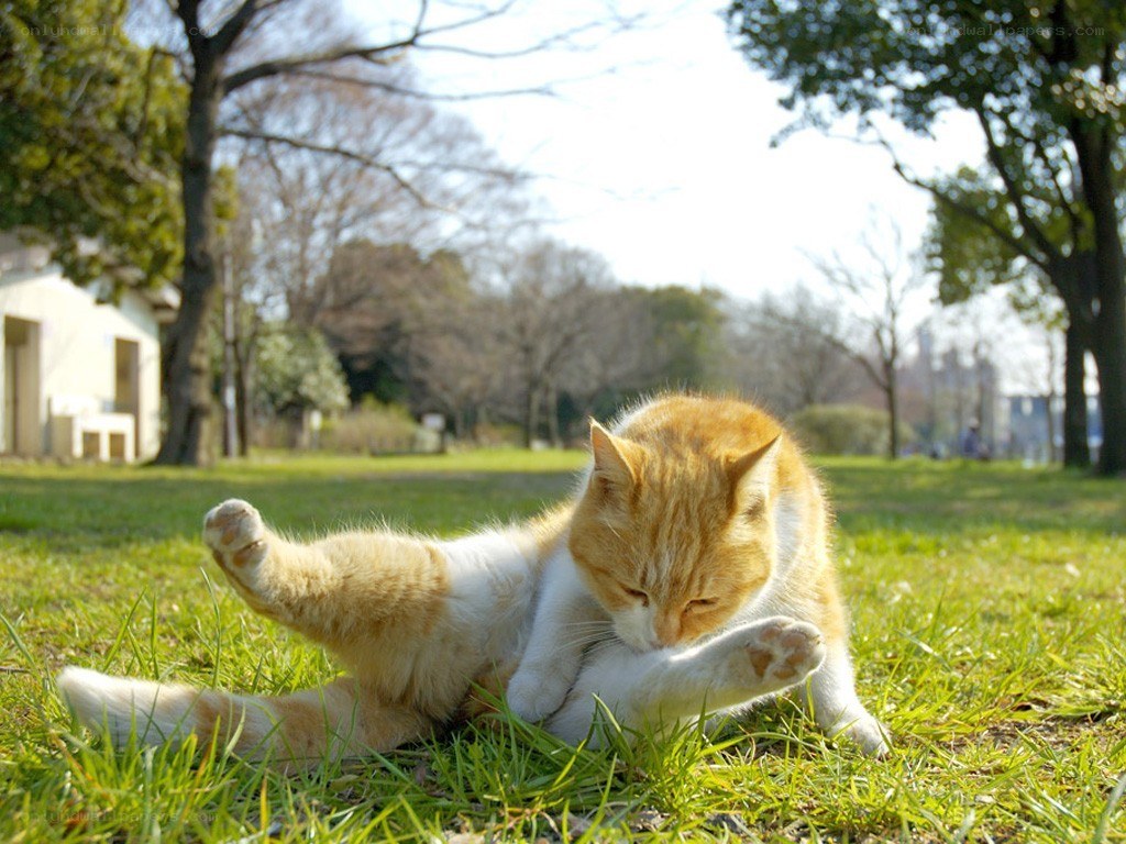 Cat grooming in the park