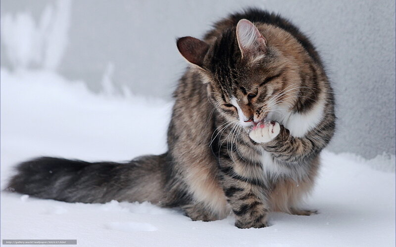 Cat grooming in the snow