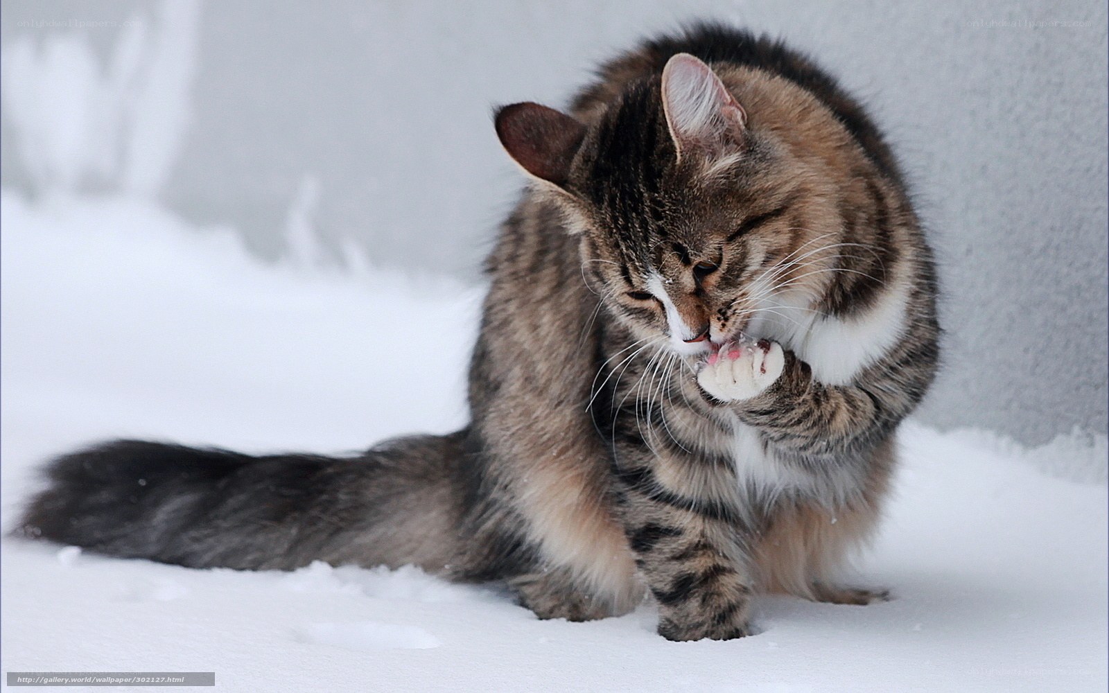 Cat grooming in the snow