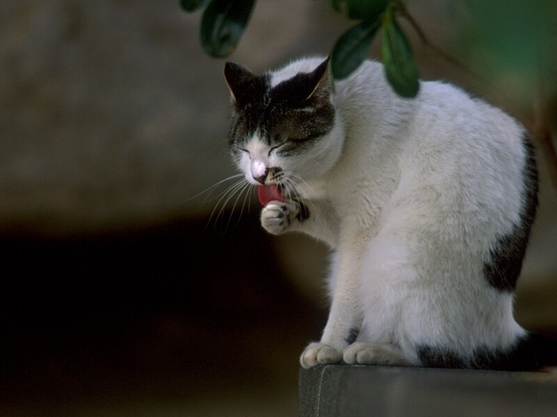 cat grooming itself