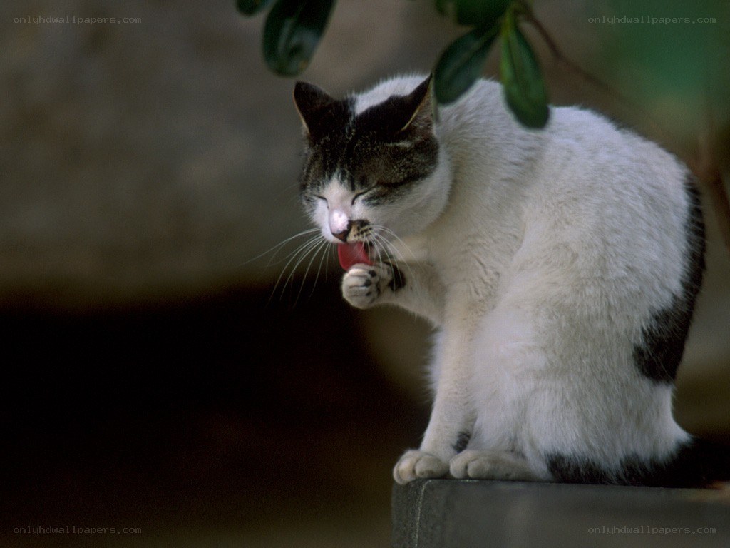 cat grooming itself