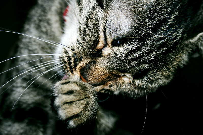 cat grooming itself