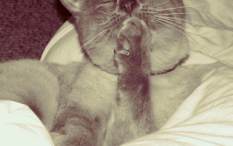cat grooming itself