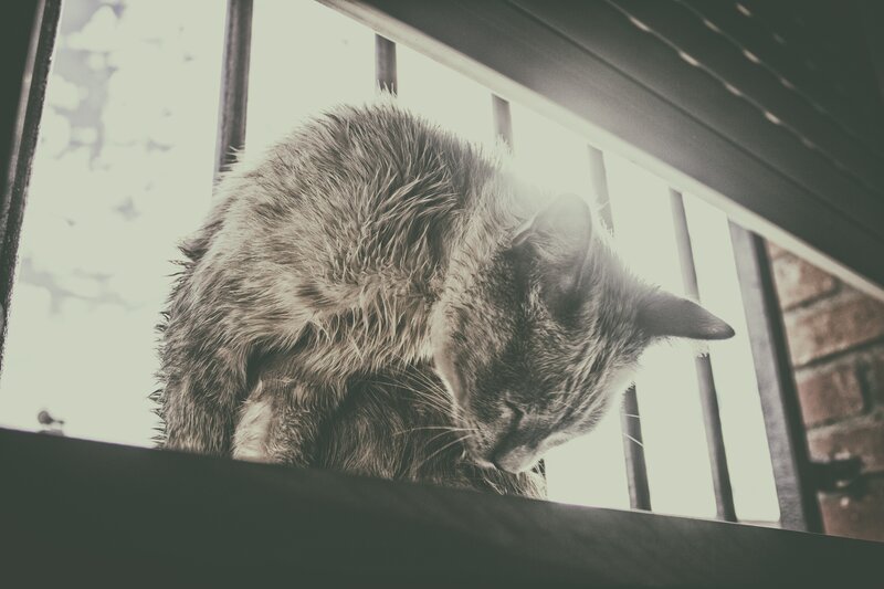 Cat Grooming Itself — Gray, Calm