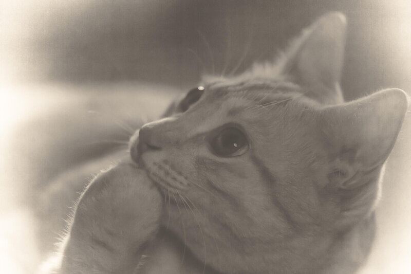 Cat Grooming Itself — Gray
