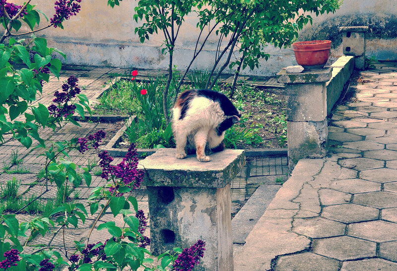 Cat Grooming Itself — Green
