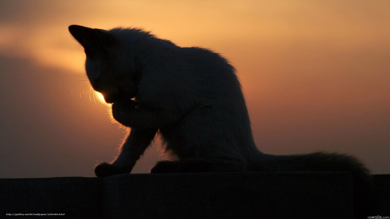 Cat Grooming Itself — Orange, Serene, Sunset, Photograph, Wall