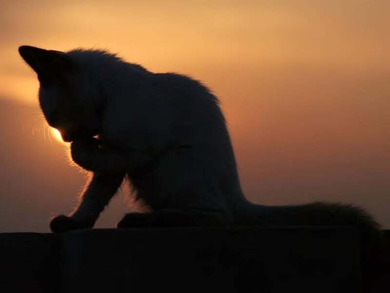 Cat Grooming Itself — Orange, Serene