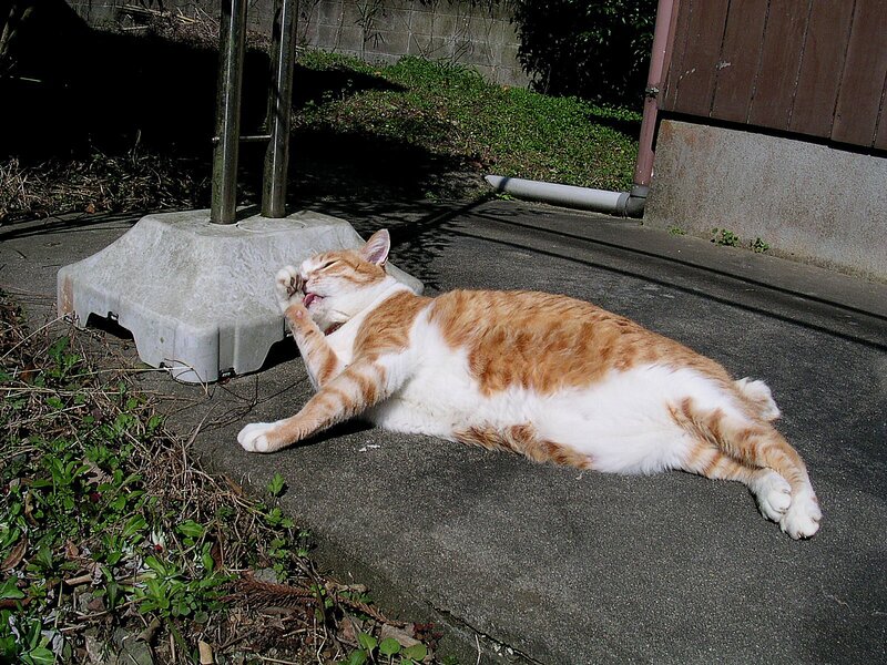 cat grooming itself outdoors