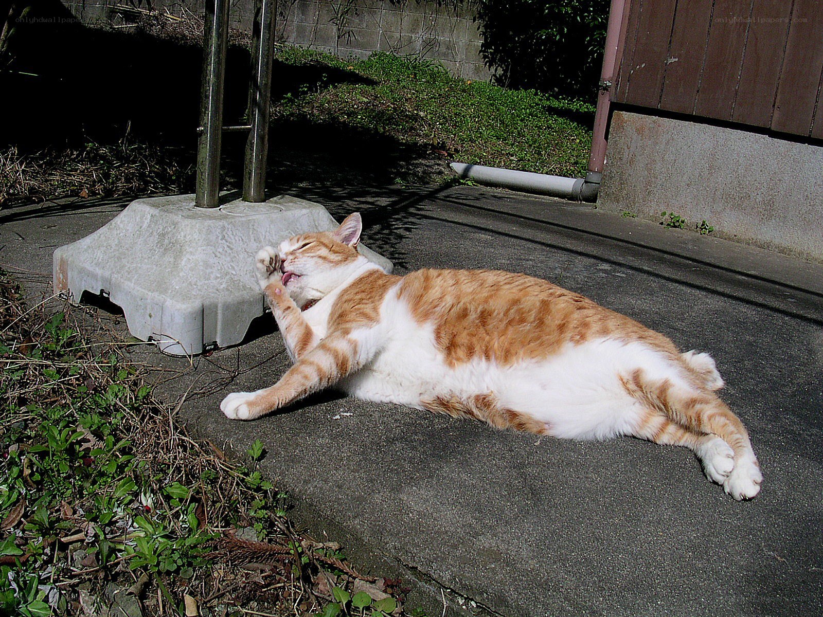 cat grooming itself outdoors