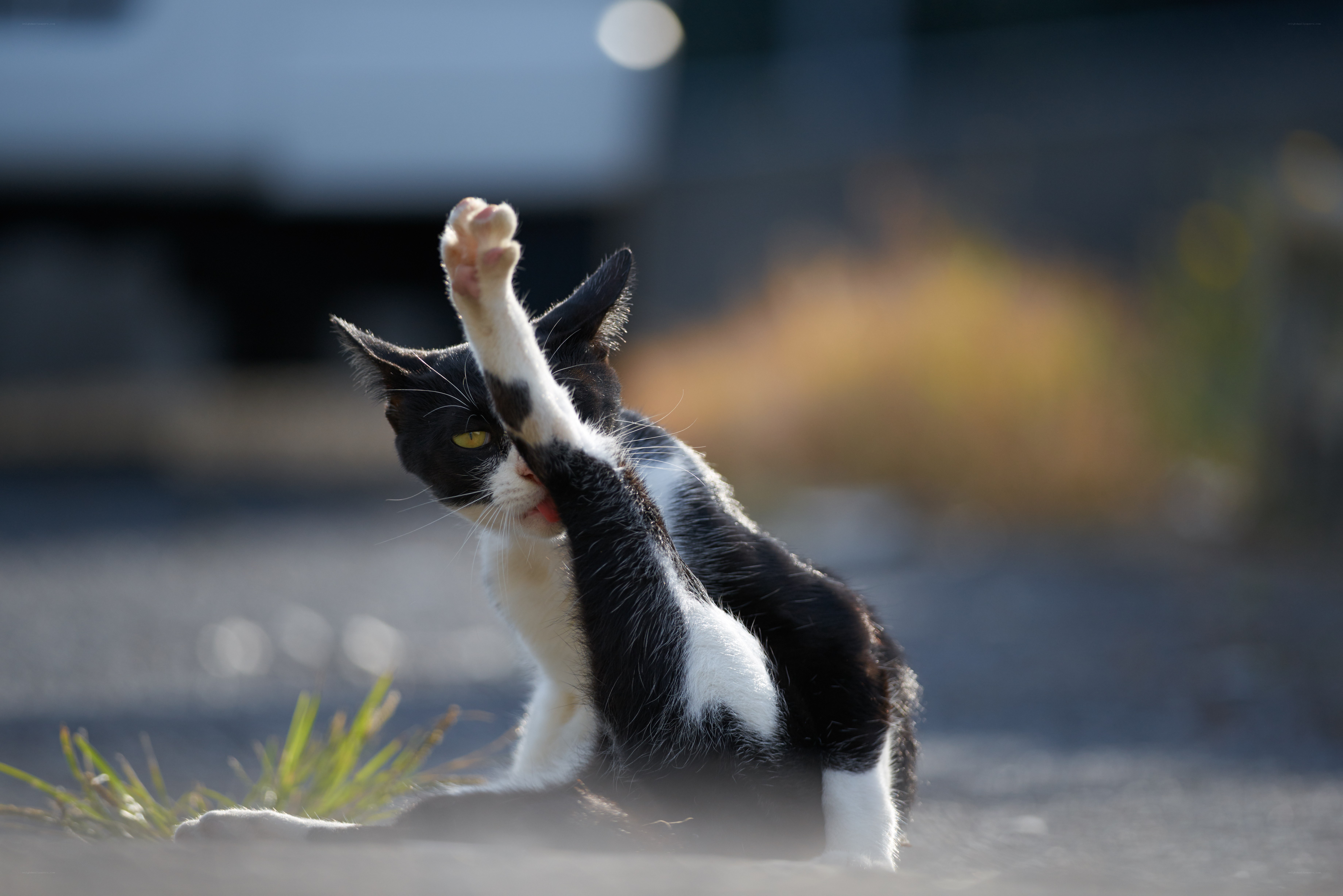 cat grooming itself outdoors