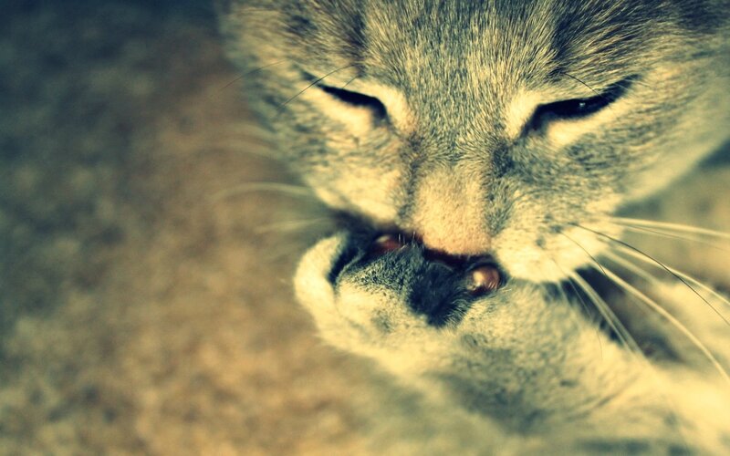 cat grooming itself