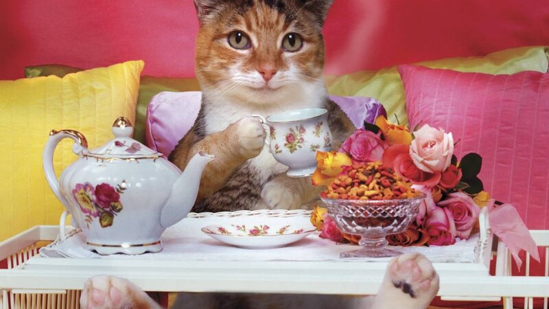 Cat Having Tea — Pink