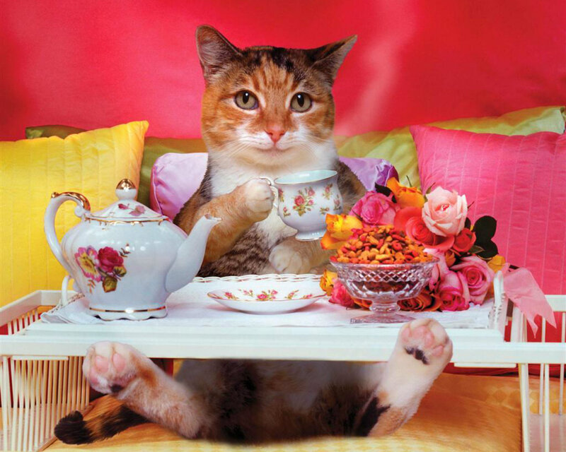 Cat Having Tea — Red, Playful