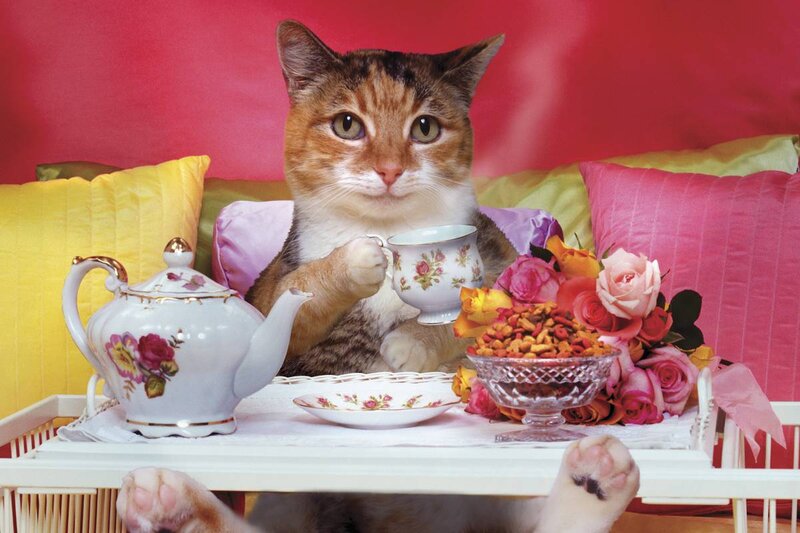 Cat Having Tea — Red