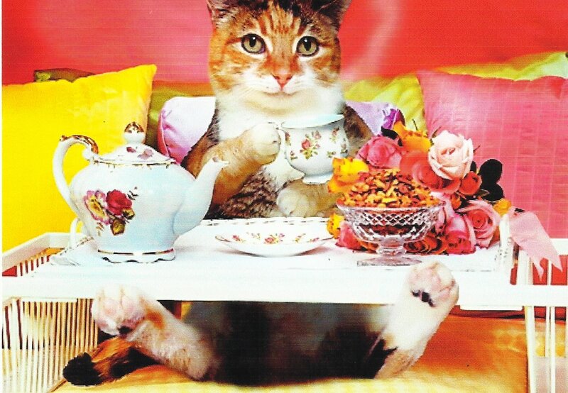 Cat Having Tea