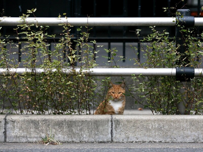 Cat hiding behind a fence