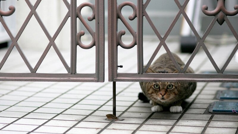 Cat hiding behind a gate
