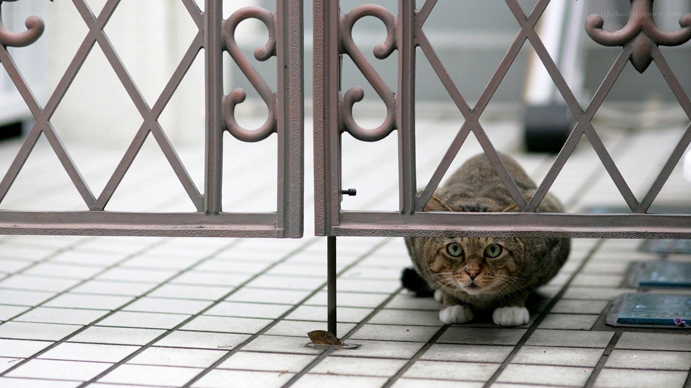 Cat hiding behind a gate