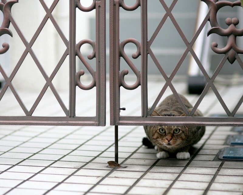 cat hiding behind gate